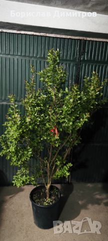 Индийски люляк , снимка 2 - Градински цветя и растения - 45701136