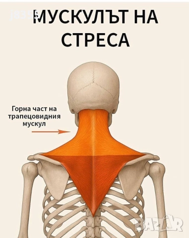 Професионален Масаж квартал Витоша , снимка 2 - Масажи - 50399802
