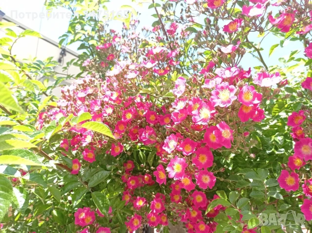 Катереща роза Моцарт, снимка 2 - Градински цветя и растения - 50541276