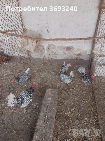 Продавам джинки Зибраийд, Шабо, Падуанки