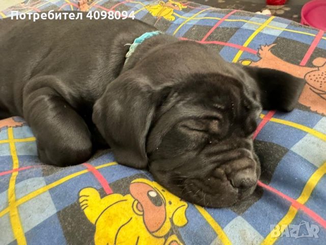 Beautiful cane corso puppies, снимка 5 - Кане корсо - 45736466