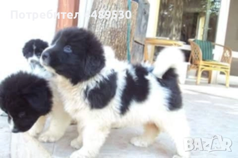 Сертифициран Развъдник продава българско овчарско куче / каракачанка, снимка 11 - Каракачанска овчарка - 50499590