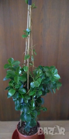 Дипладения Мандевила бяла 95 см, снимка 2 - Стайни растения - 53822454