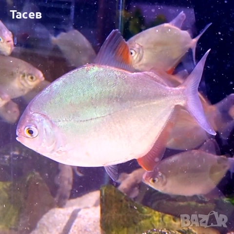 Милеус томато 7см