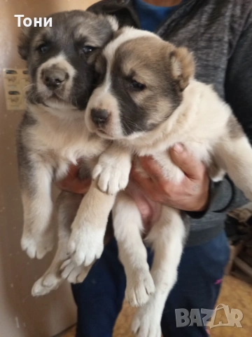 Алабай Таджикистански, Мъжко и Женско , снимка 3 - Алабай - 53582203