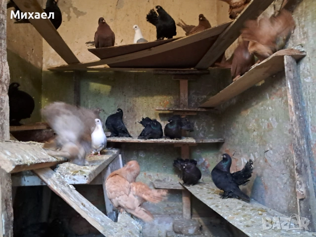 Ростовски (руски) гълъби, снимка 7 - Гълъби - 54127858