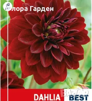 ДАЛИЯ - Грудки/ Пакети, снимка 4 - Сортови семена и луковици - 49237655