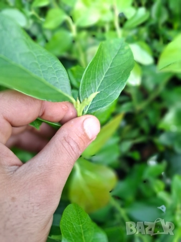 Американска боровинка в саксия , снимка 4 - Градински цветя и растения - 51862841