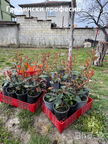 Градинарски услуги КОСЕНЕ КАСТРЕНЕ Почистване на парцели ОЗЕЛЕНЯВАНЕ, снимка 18 - Други услуги - 47757090