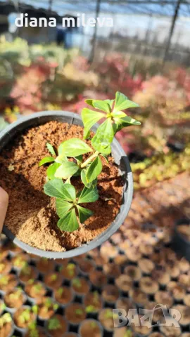 Пахисандра,„Pachysandra terminalis“, студоустойчива, снимка 7 - Градински цветя и растения - 37944084