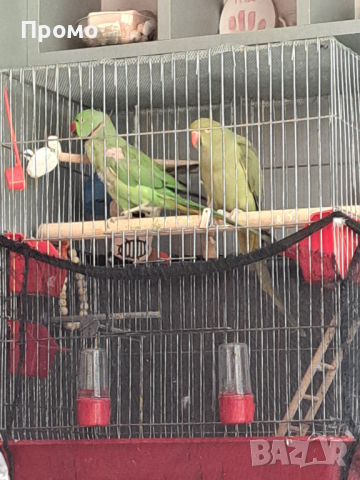 Двойка папагали малък Александър Намаление за месеца!, снимка 8 - Папагали - 45073486