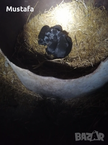 Малки ягдтериерчета на 30 дни.