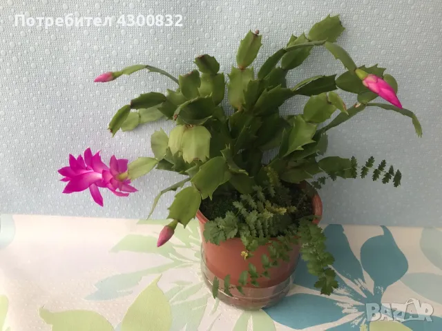 Коледниче/schlumbergera снимки 16.01.2025, снимка 6 - Стайни растения - 48509255