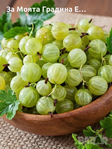 Цариградско грозде 