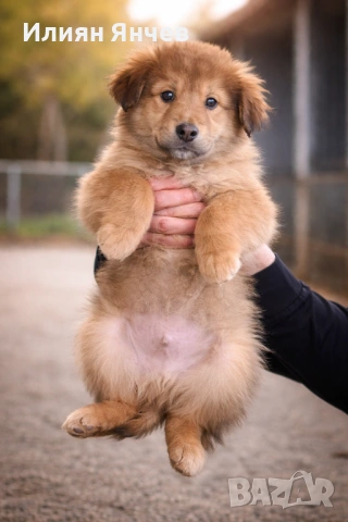 Подаряват се , снимка 4 - Каракачанска овчарка - 53285995