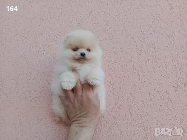 Женски Померан. Реални снимки!, снимка 2 - Померан - 54142046