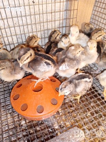 Пилета от сини яйца и разплодни яйца, снимка 7 - Кокошки и пуйки - 45571281