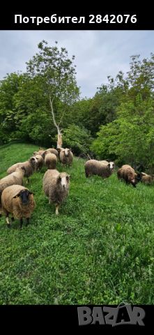 Продавам 15 бр овце , снимка 1 - Овце - 45838459