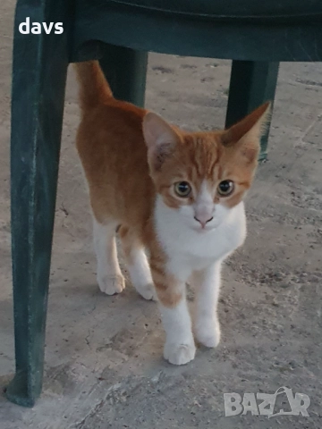 Малки котета – различни шарки, снимка 11 - Други - 51973052