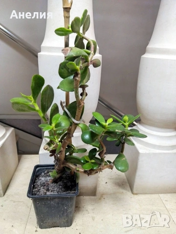 За всеки дом-Дървото на живота, снимка 3 - Стайни растения - 54220264