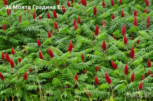 Рустифина дърво, снимка 2 - Градински цветя и растения - 49762500