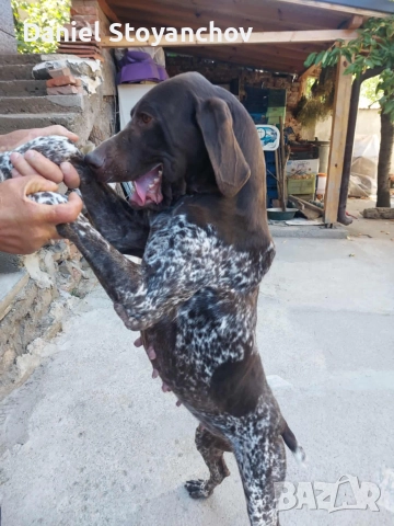 Чистокръвни курцхаари , снимка 8 - Курцхаар - 52946830