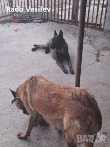 Свободни кученца малиноа, снимка 1