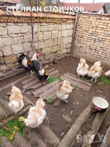 Яйца за люпене от фаверол , снимка 3 - Други - 53701573