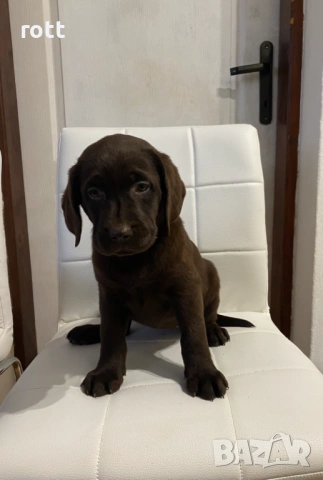 Шоколадови лабрадори
