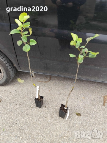 Азиатска круша Наши (Pyrus pyrifolia), снимка 6 - Разсади - 52066739