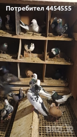 Гълъби 30 броя, снимка 16 - Гълъби - 52369901