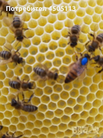 Пчелни семейства и одводки на 4 рамки, снимка 5 - За пчели - 53810129