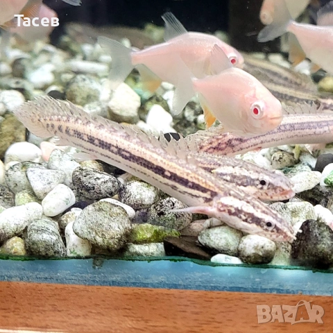 Пирани паку албино 5-6см