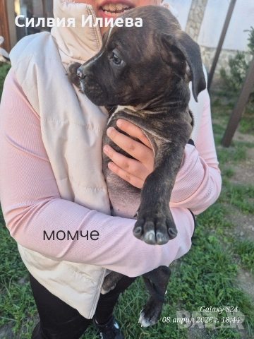 Малки бебета питбули, снимка 9 - Питбул - 53937837