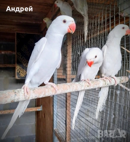 Папагали малък александър , снимка 2 - Папагали - 50757818
