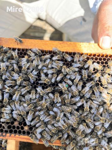 Пчелни майки и отводки, снимка 1 - За пчели - 40875299