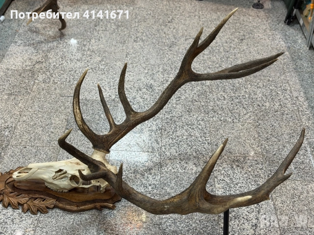 Еленово рога с череп и дърворезба