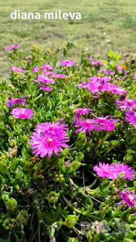 Делосперма (Delosperma cooperii), вечнозелено многогодишно сукулентно растение, снимка 7 - Градински цветя и растения - 53567133