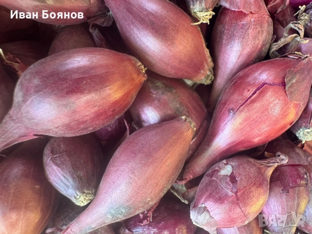 Арпаджик сорт Ред Кармен(14-17), снимка 5 - Сортови семена и луковици - 53992080