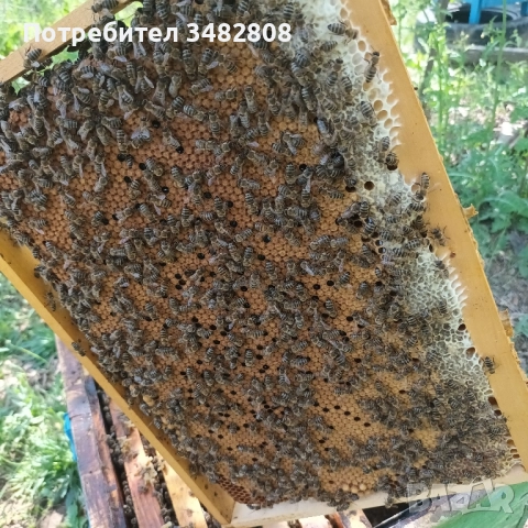 Пчелни семейства и пчелни отводки ДБ, снимка 4 - За пчели - 52539841