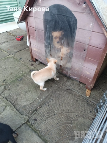 Малки пинчерчета, снимка 7 - Пинчер - 52975157