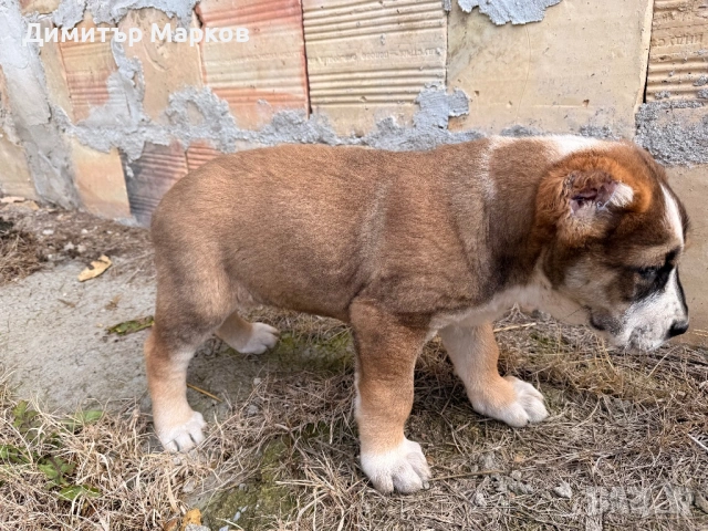 Кученца АЛАБАЙ(САО), снимка 8 - Алабай - 53439801