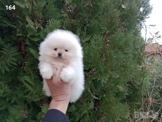 Померан. Бяло момче. Реални снимки!, снимка 2 - Померан - 52620397