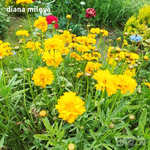 Кореопсис, Coreopsis Grandiflora 'Early Sunrise', снимка 13 - Градински цветя и растения - 39506437