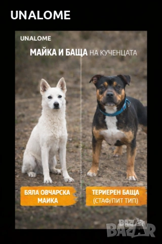 Продаваме кученца – овчарско–териерен тип мелези 🐶 с. Ветрино , снимка 2 - Други - 52988502