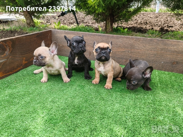 Френски булдог , снимка 9 - Френски булдог - 53832556