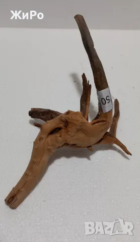 Корен от Азалия /декорация/ 50, снимка 2 - Други - 49874813