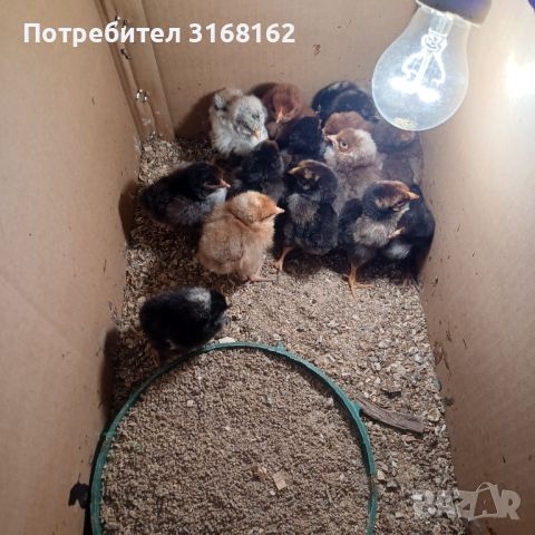 Пилета, снимка 3 - Кокошки и пуйки - 45775937