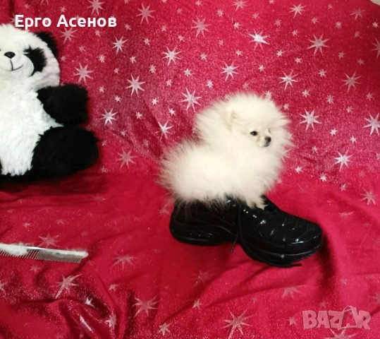 Чистокръвно мини Померанче!