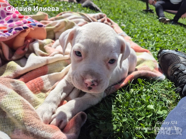 Малки бебета питбули , снимка 7 - Питбул - 54090036